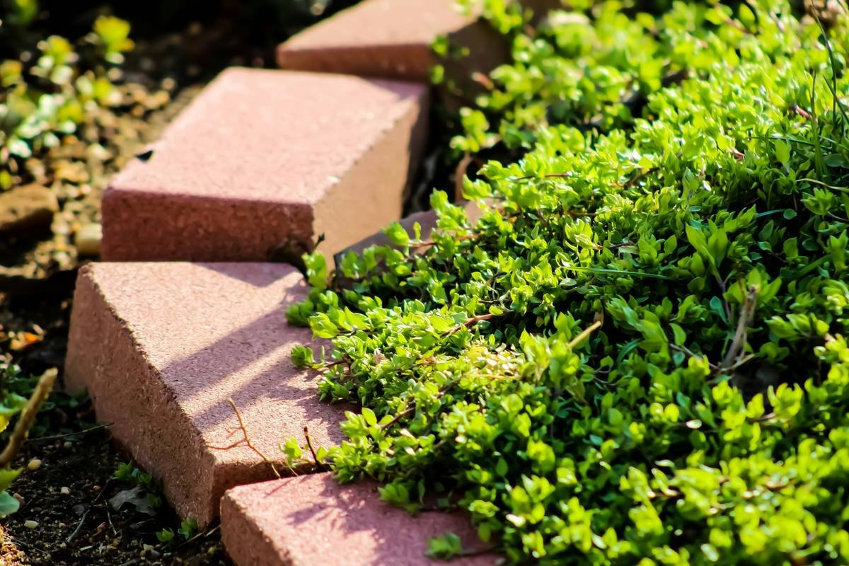 Does Edging Have Benefits? 5 Unexpected Ways Garden Edging Transforms Your Yard (Backed by Real Dirt)