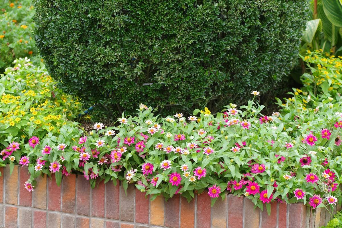 Inexpensive Garden Edging Designs That Actually Last (No, Plastic Spikes Don’t Count)