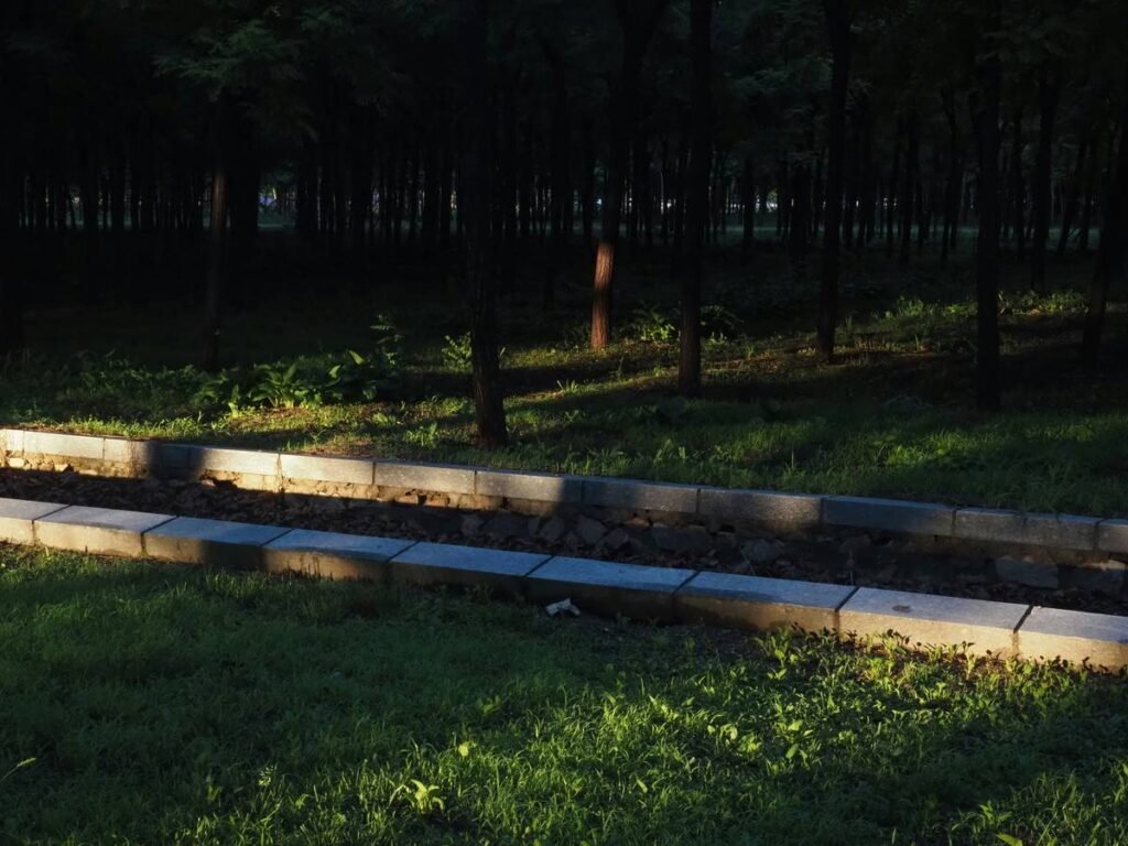 Sunlight illuminates grass and concrete barriers near dark forest.