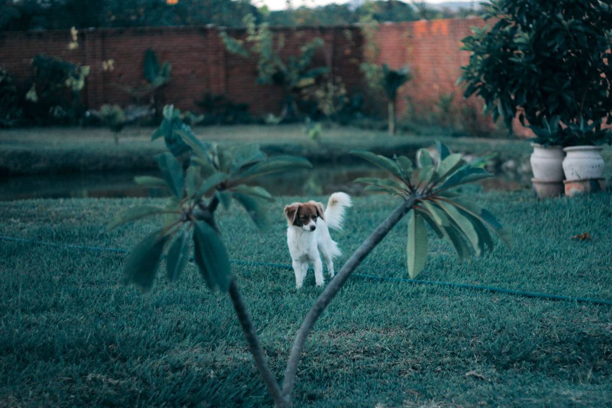 Why Your Garden Looks Messy (And How Garden Border Edging UK Solves It)