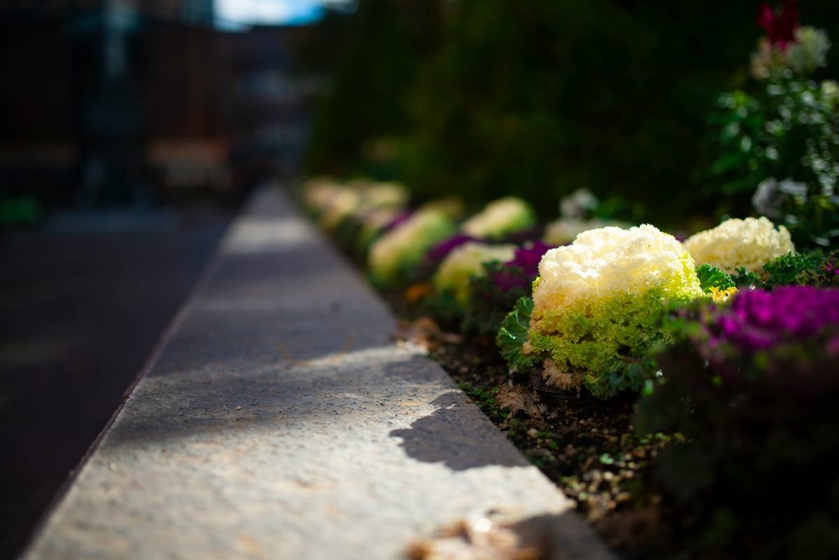 Extra Deep Garden Edging: 7 Proven Tips to Avoid Costly Mistakes
